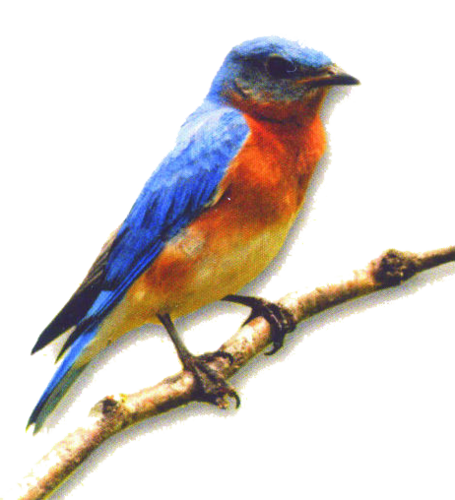 Doak's Plumbing and Heating